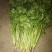 山东香菜大量上市产地专业批发诚信经营欢迎各位老板来电