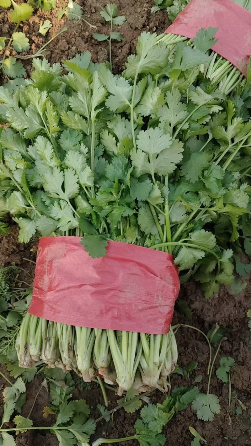 山东香菜大量上市产地专业批发诚信经营欢迎各位老板来电