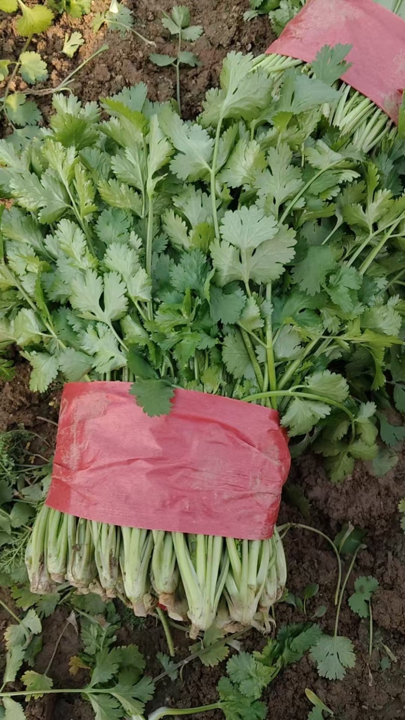 山东香菜大量上市产地专业批发诚信经营欢迎各位老板来电