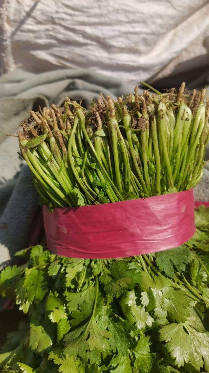 山东香菜大量上市产地专业批发诚信经营欢迎各位老板来电