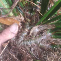 野生石菖蒲种苗批发