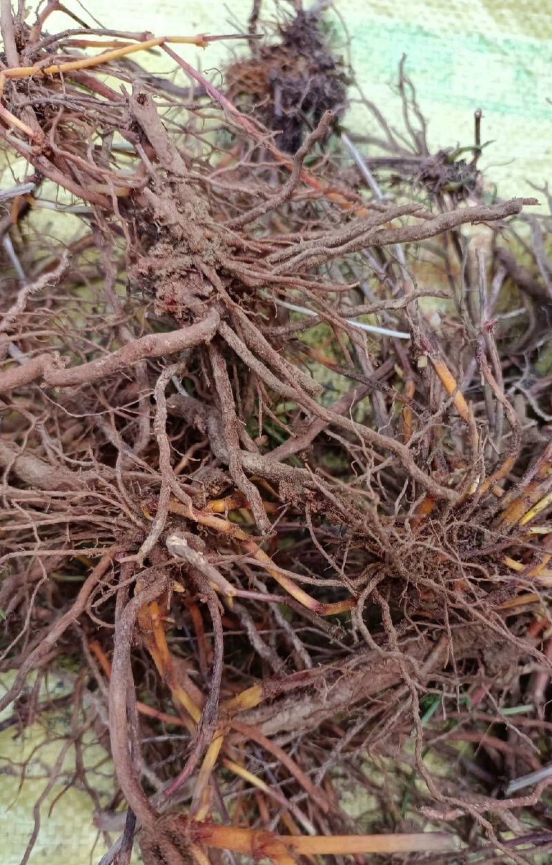 北方野生茜草，可根据您需求做规格，量大价格优惠，欢迎咨询