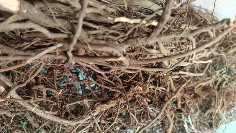 北方野生茜草，可根据您需求做规格，量大价格优惠，欢迎咨询