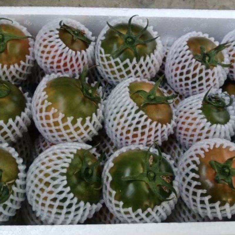 盘锦碱地柿子