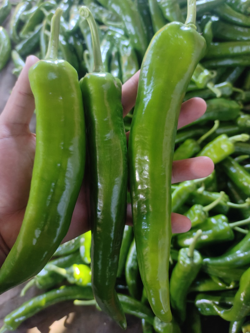 青皮辣椒