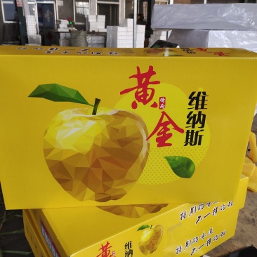 山东烟台维纳斯黄金大量供应口感脆甜糖度高对接电商全国客商