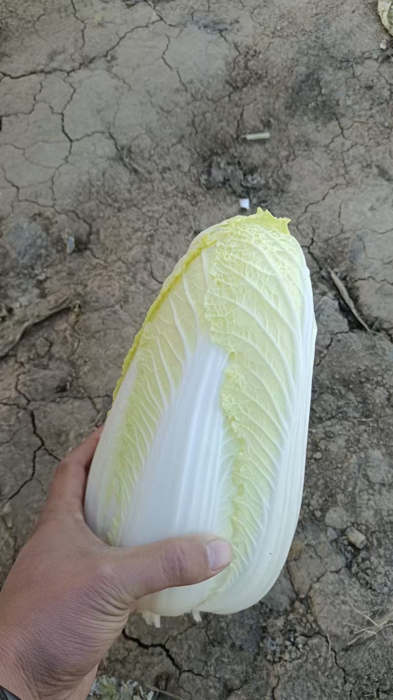 娃娃菜，净菜，毛菜，产地直供，各种包装，大娃，小娃，中娃
