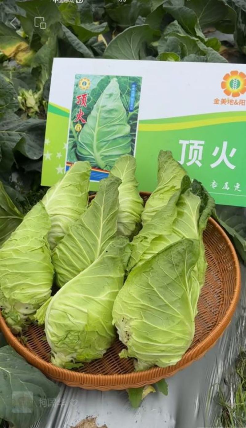 甘蓝种子顶火耐寒越冬牛心甘蓝新品种球形美观油绿甜脆