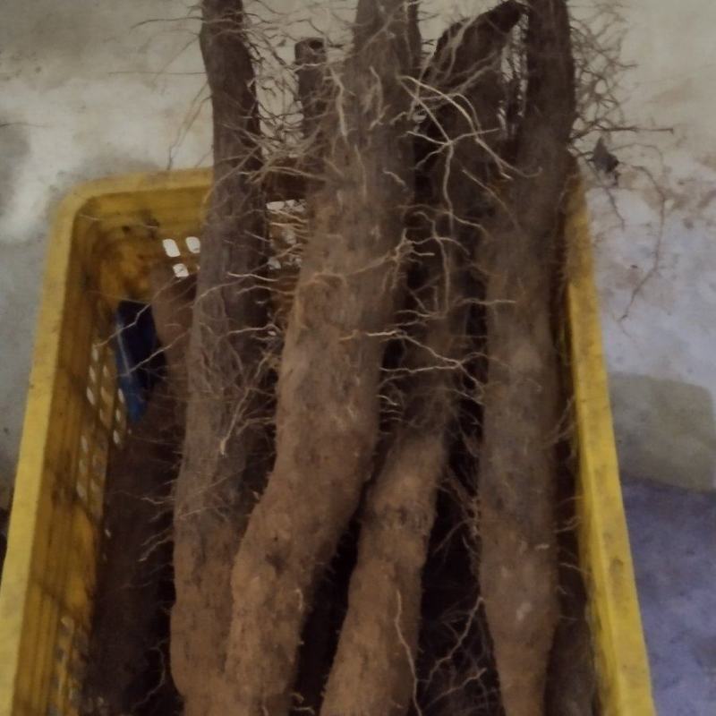 特别好吃：紫皮糯米淮山大量上市中又糯又粉又清甜，粉质又嫩
