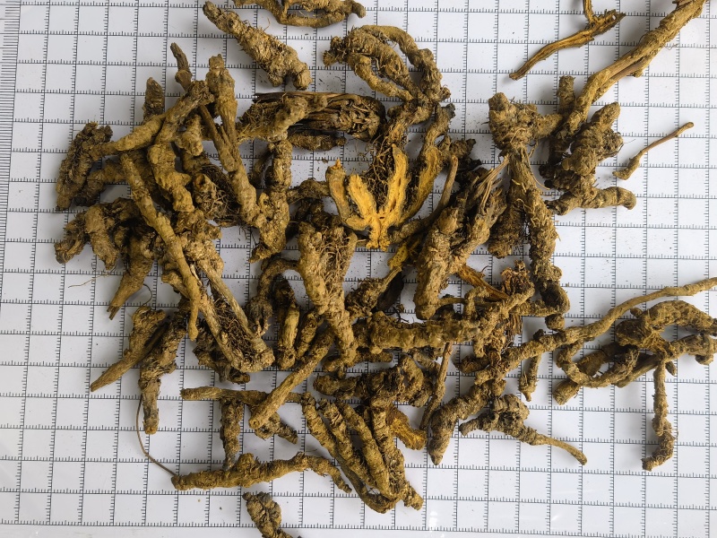 黄连选单只连新货黄茬关书药材批发各种规格中药