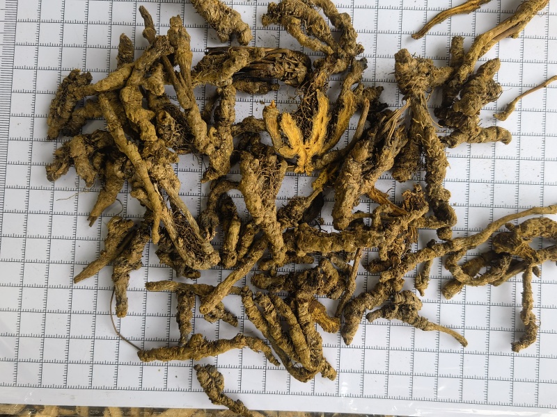 黄连选单只连新货黄茬关书药材批发各种规格中药