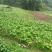 新鲜榨菜头