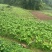 新鲜榨菜头