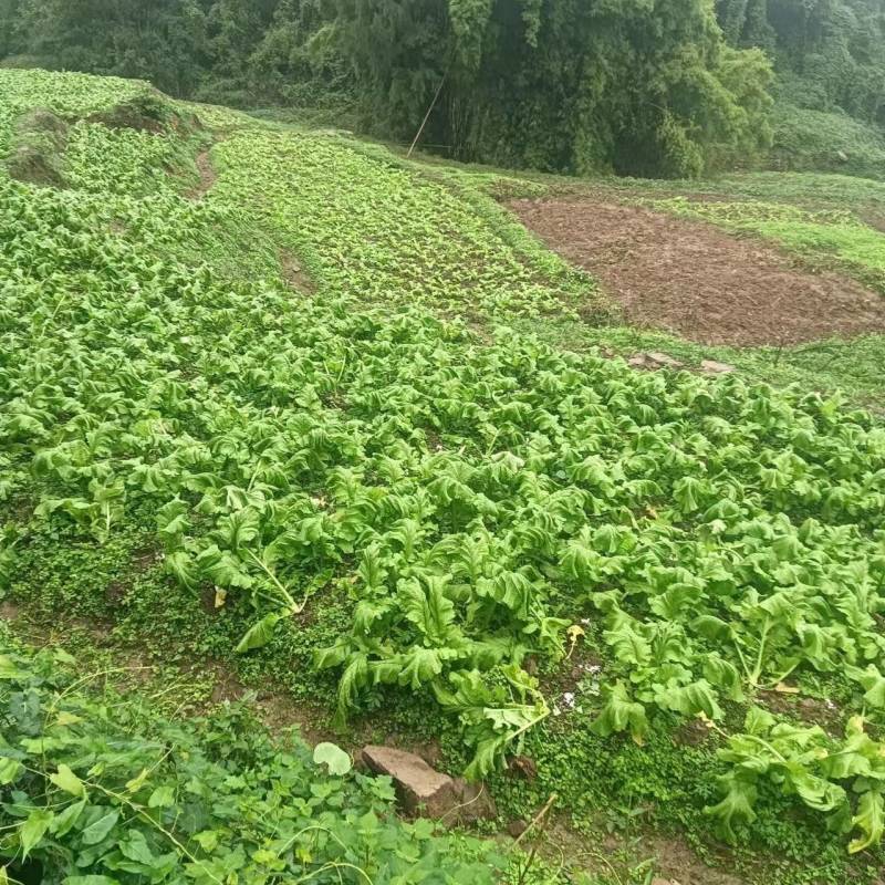 新鲜榨菜头