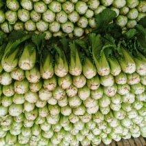 【推荐】精品云南邵菜大量供应品质保证量大优惠