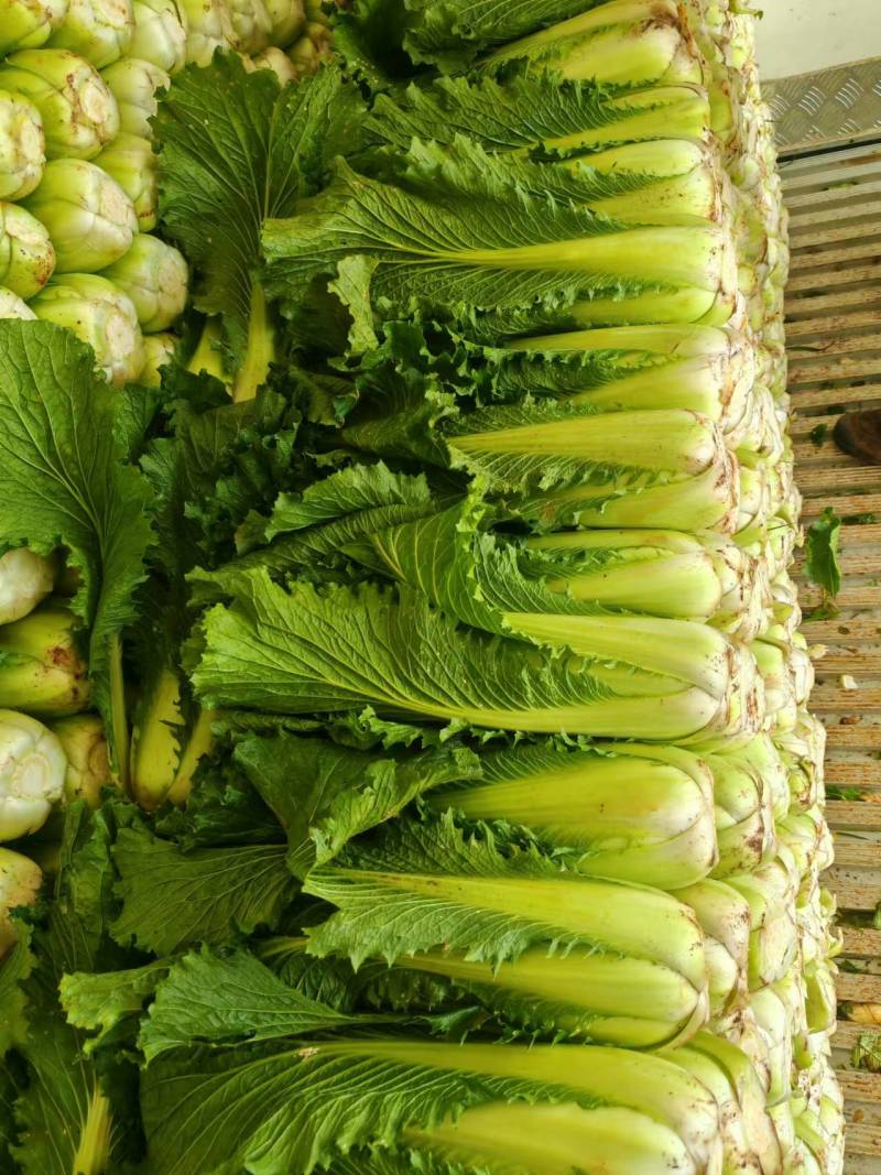 【推荐】精品云南邵菜大量供应品质保证量大优惠