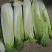 【推荐】精品云南邵菜大量供应品质保证量大优惠