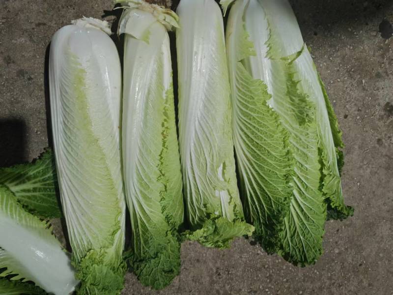【推荐】精品云南邵菜大量供应品质保证量大优惠
