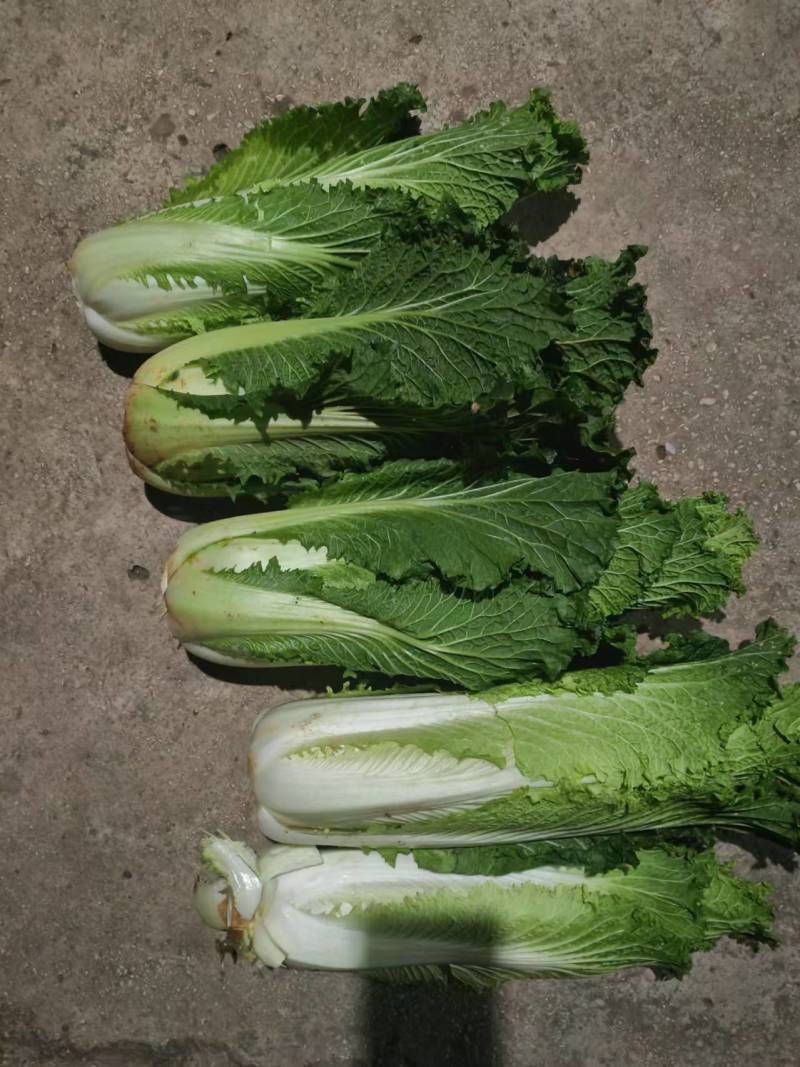 【推荐】精品云南邵菜大量供应品质保证量大优惠