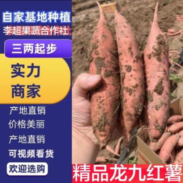 精准好货源龙九红薯电商货市场货地窖精品货大量供应