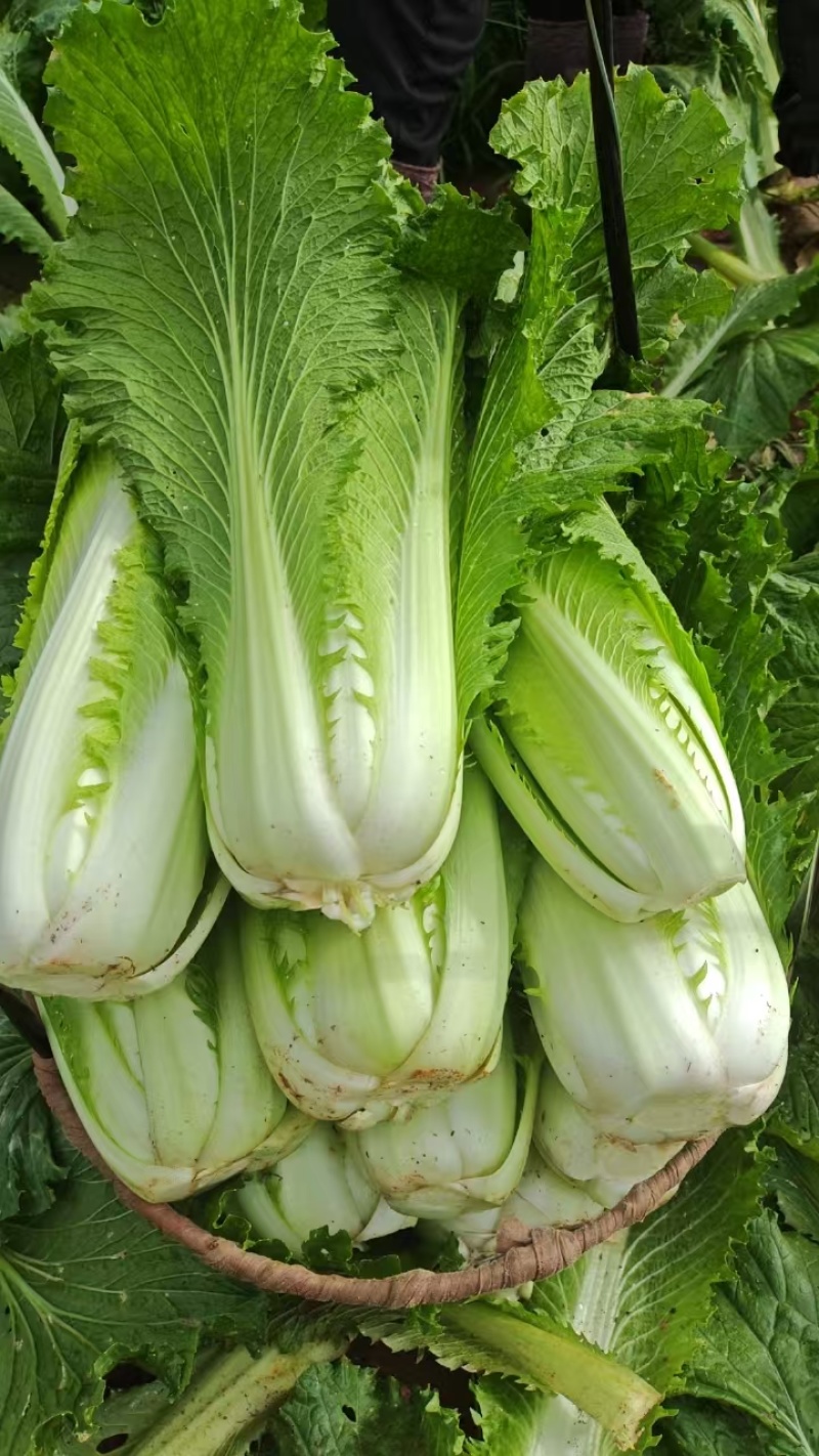 【推荐】精品云南邵菜大量供应品质保证量大优惠