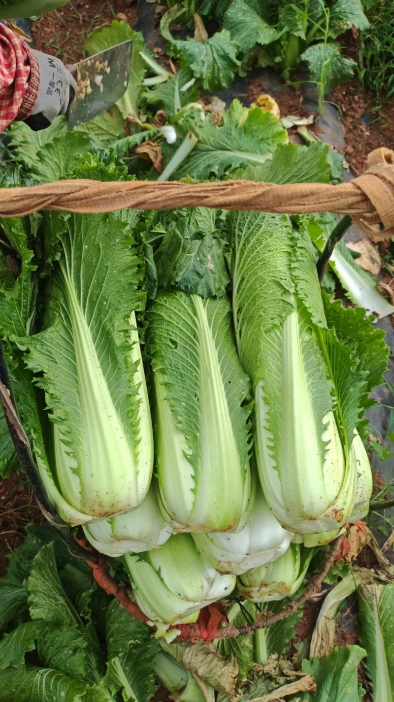 【推荐】精品云南邵菜大量供应品质保证量大优惠