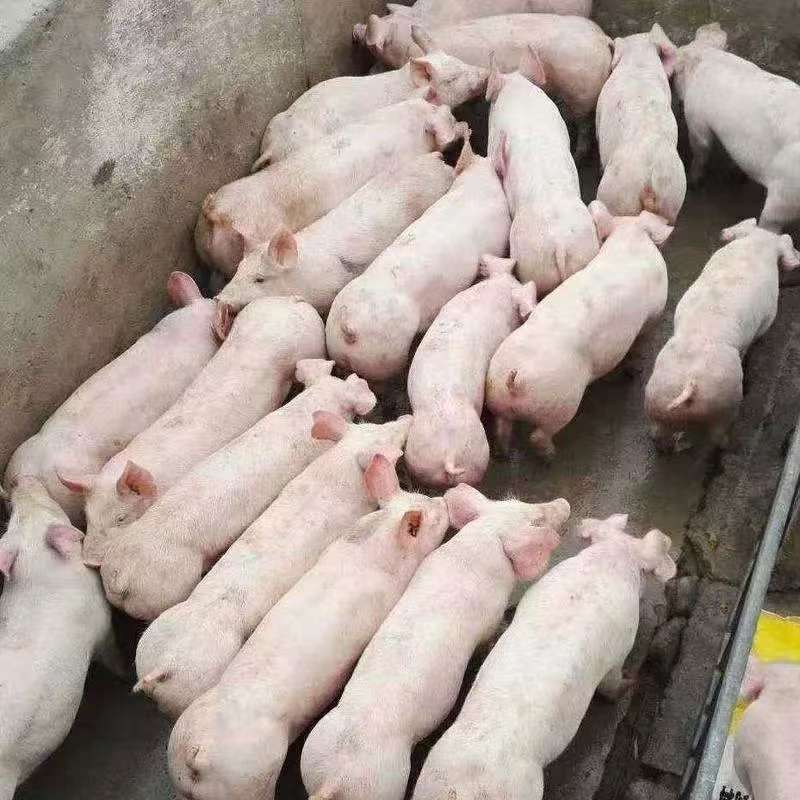 长白仔猪，防疫齐全，伤亡包赔，品种齐全量大优惠，全国发货