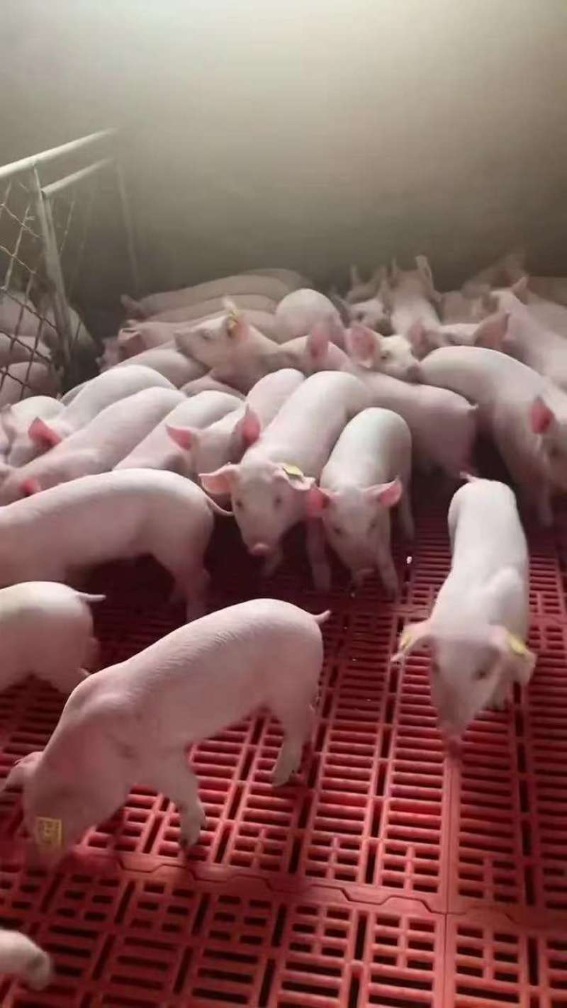长白仔猪，防疫齐全，伤亡包赔，品种齐全量大优惠，全国发货