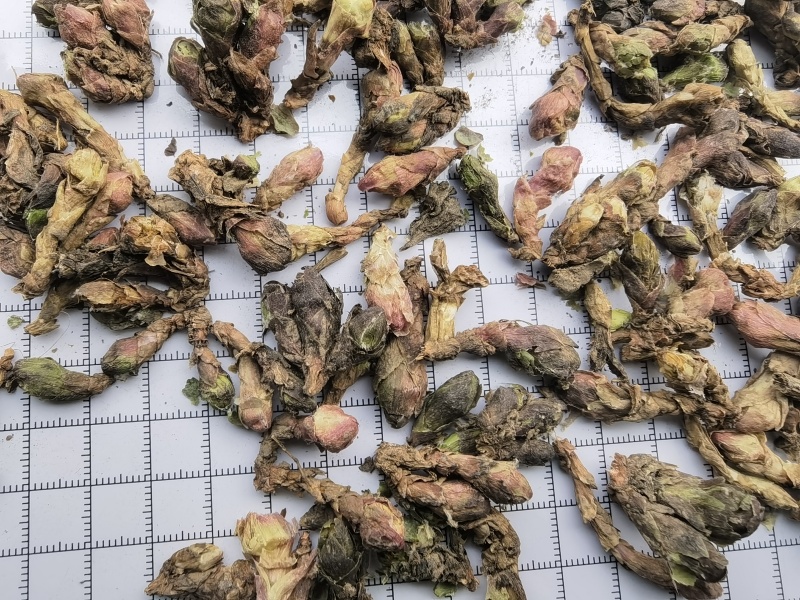 款冬花新货大统有杆关书药业批发各种规格中药材