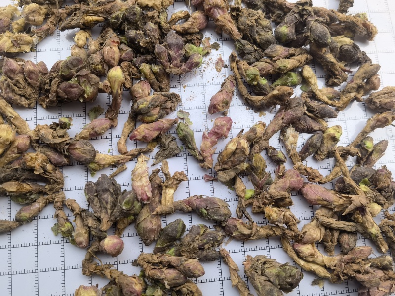 款冬花新货大统有杆关书药业批发各种规格中药材