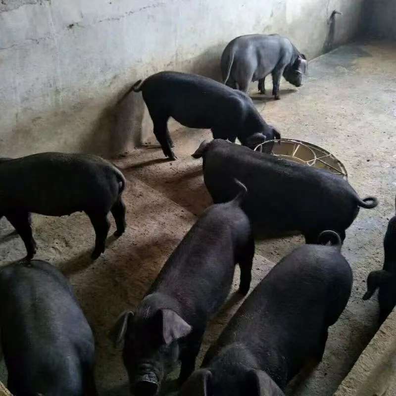 苏太仔猪，防疫齐全，伤亡包赔，品种齐全量大优惠，全国发货