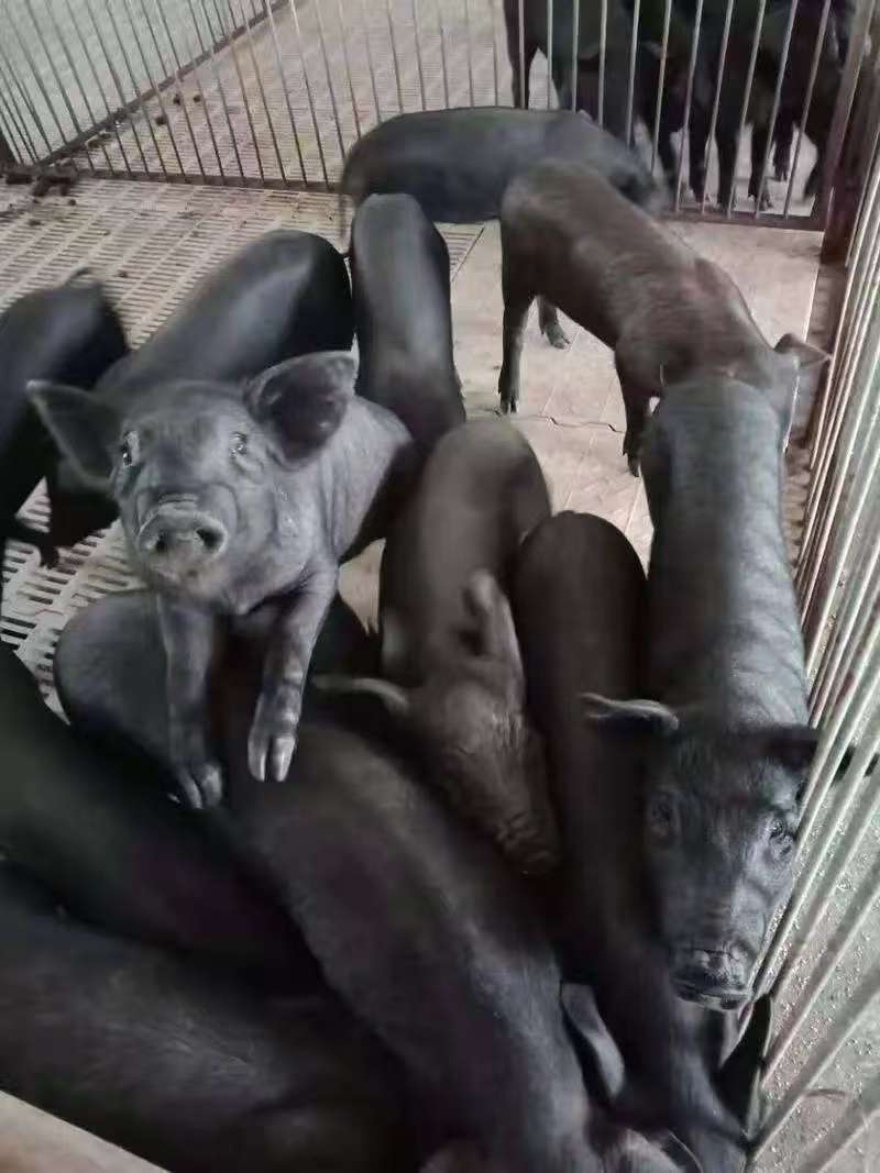 苏太仔猪，防疫齐全，伤亡包赔，品种齐全量大优惠，全国发货