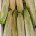【推荐】精品云南邵菜大量供应品质保证量大优惠