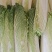 【推荐】精品云南邵菜大量供应品质保证量大优惠