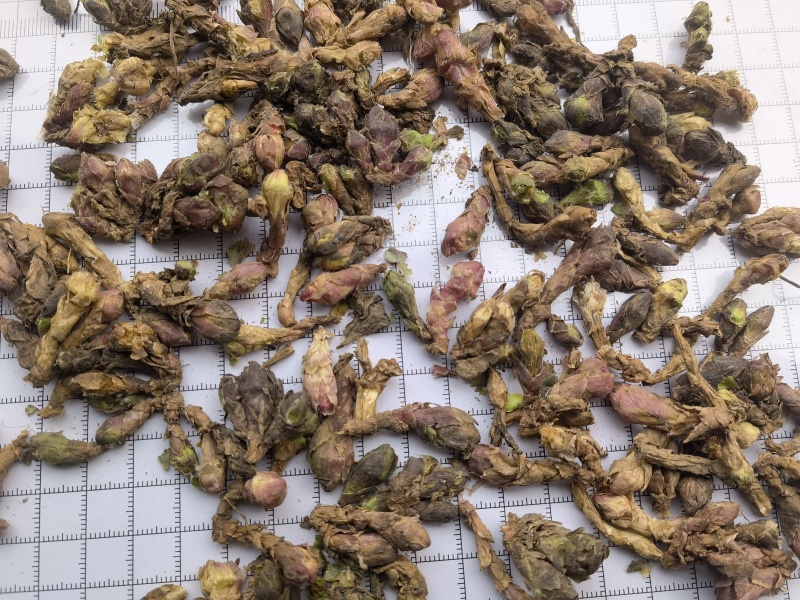 款冬花新货精选大花头颜色好1000g起批关书药业