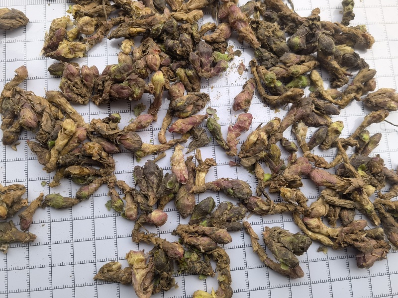 款冬花新货精选大花头颜色好1000g起批关书药业