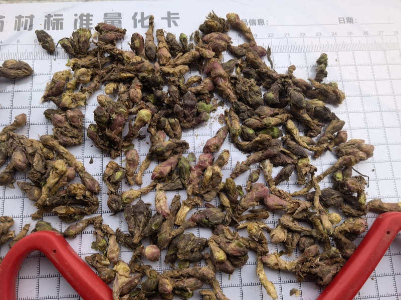 款冬花蜜冬花新货选关书药业批发各种规格中药材