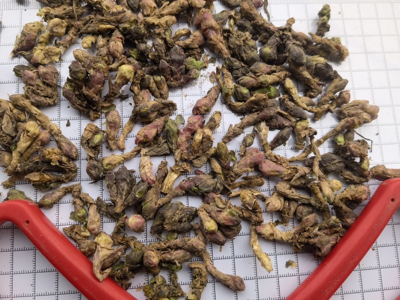 款冬花蜜冬花新货选关书药业批发各种规格中药材