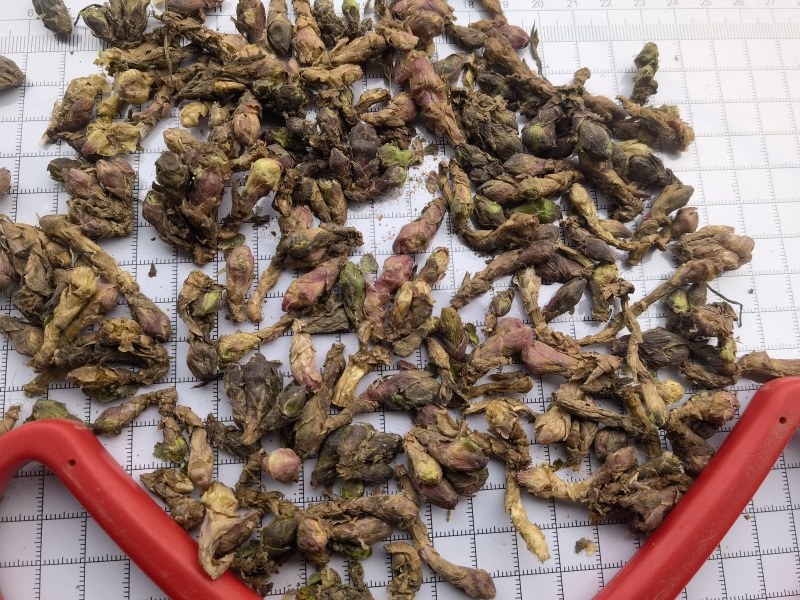 款冬花蜜冬花新货选关书药业批发各种规格中药材