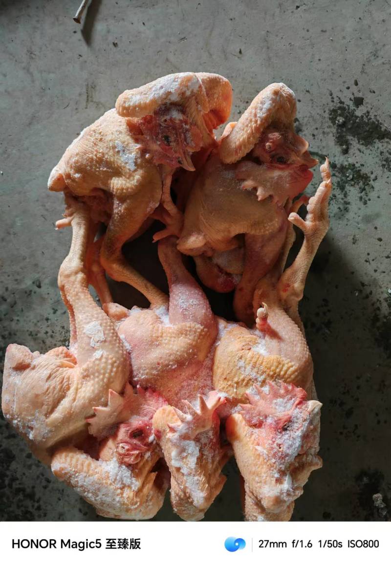 公鸡母鸡麻鸡三黄鸡种鸡一级二级长期有货