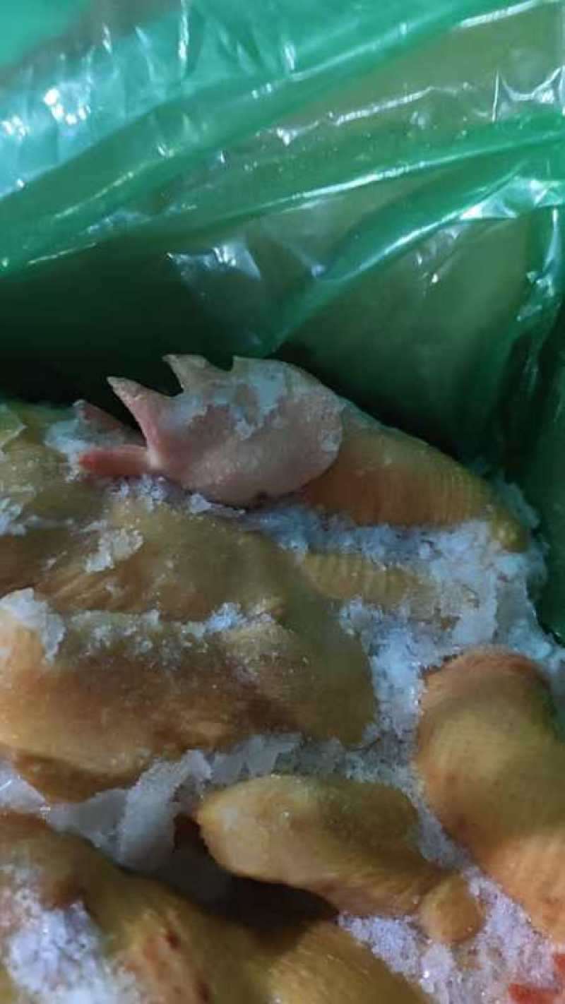 公鸡母鸡麻鸡三黄鸡种鸡一级二级长期有货