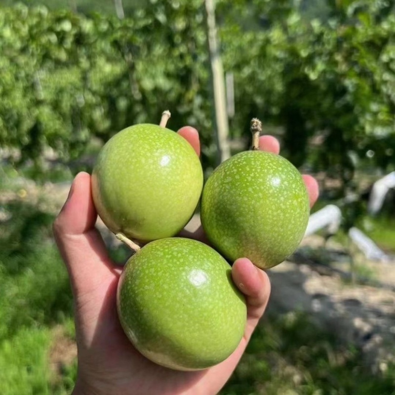 广西钦蜜9号黄金百香果一件代发，电商货，平台团购批发