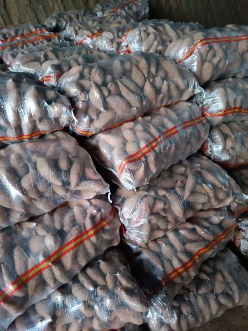 精准好货源龙九红薯电商货市场货地窖精品货大量供应