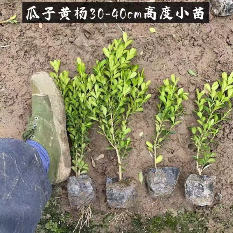 瓜子黄杨苗冠幅20公分高度35公分以上带土球上车