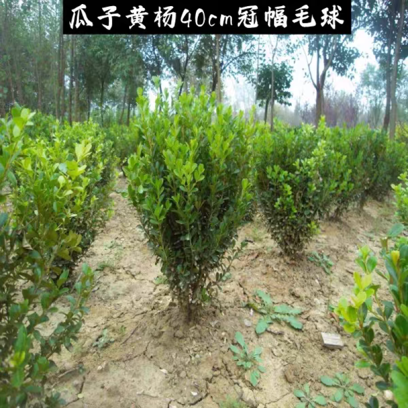 瓜子黄杨苗冠幅20公分高度35公分以上带土球上车