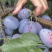 西梅蓝蜜树苗
