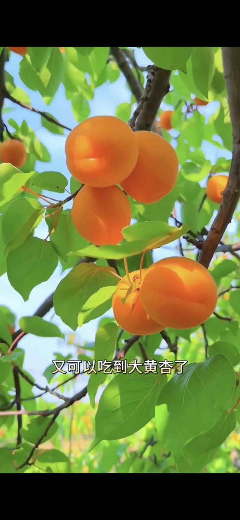 香蜜杏树苗