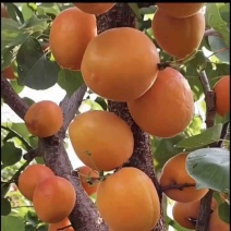 帝王大杏树苗