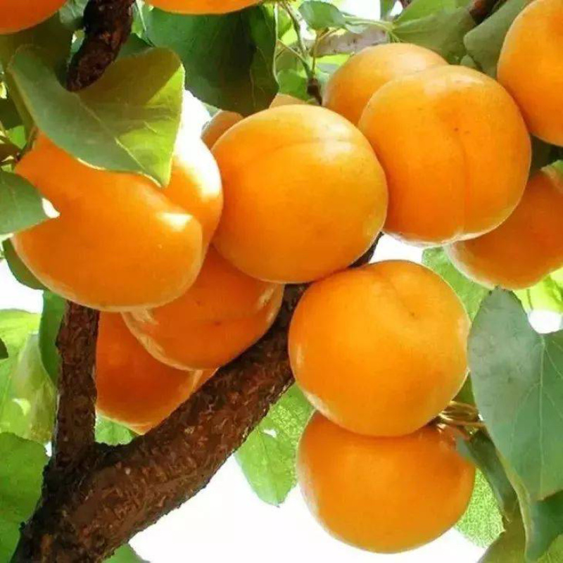 帝王大杏树苗