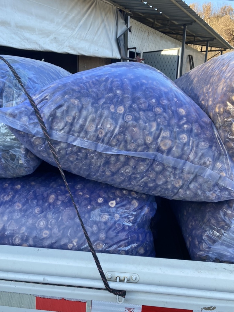 【推荐】河南精选干香菇通货肉厚剪脚食品厂电商专用一手货源